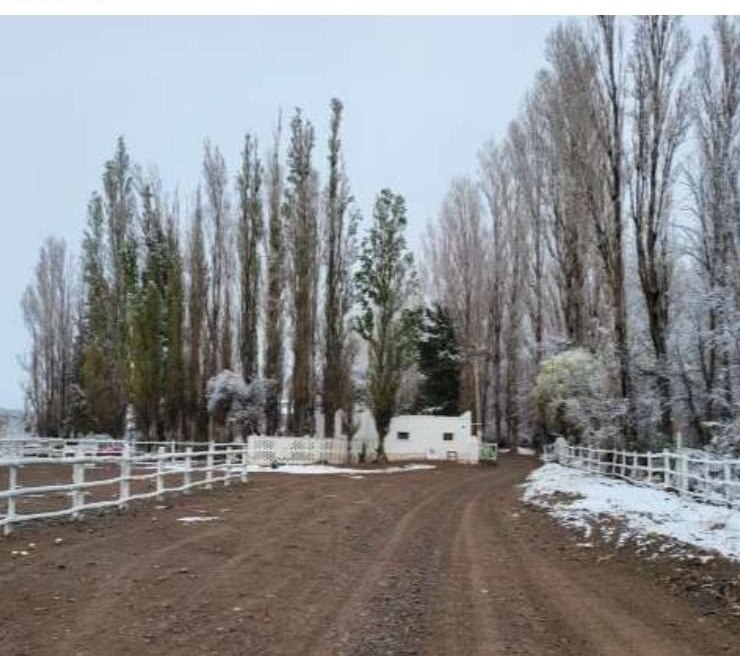 Camino de álamos nevados dentro de la estancia